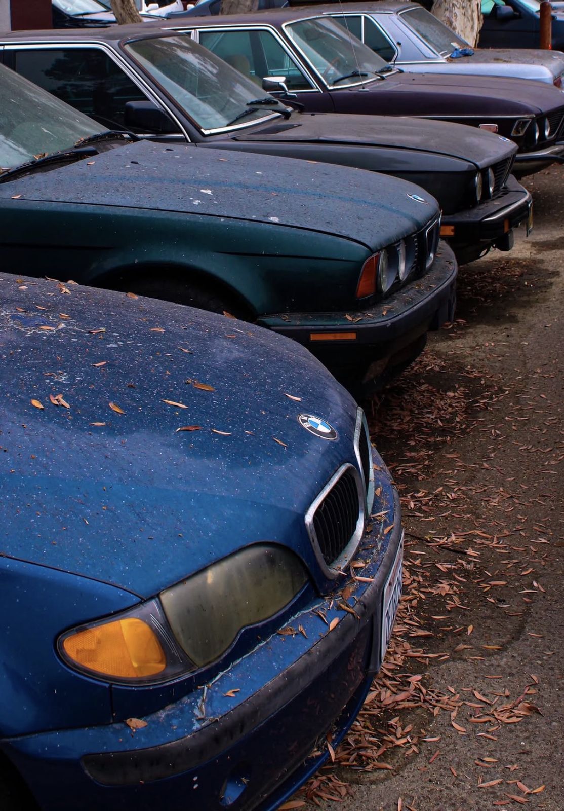 A row of classic BMW sedans under fallen leaves